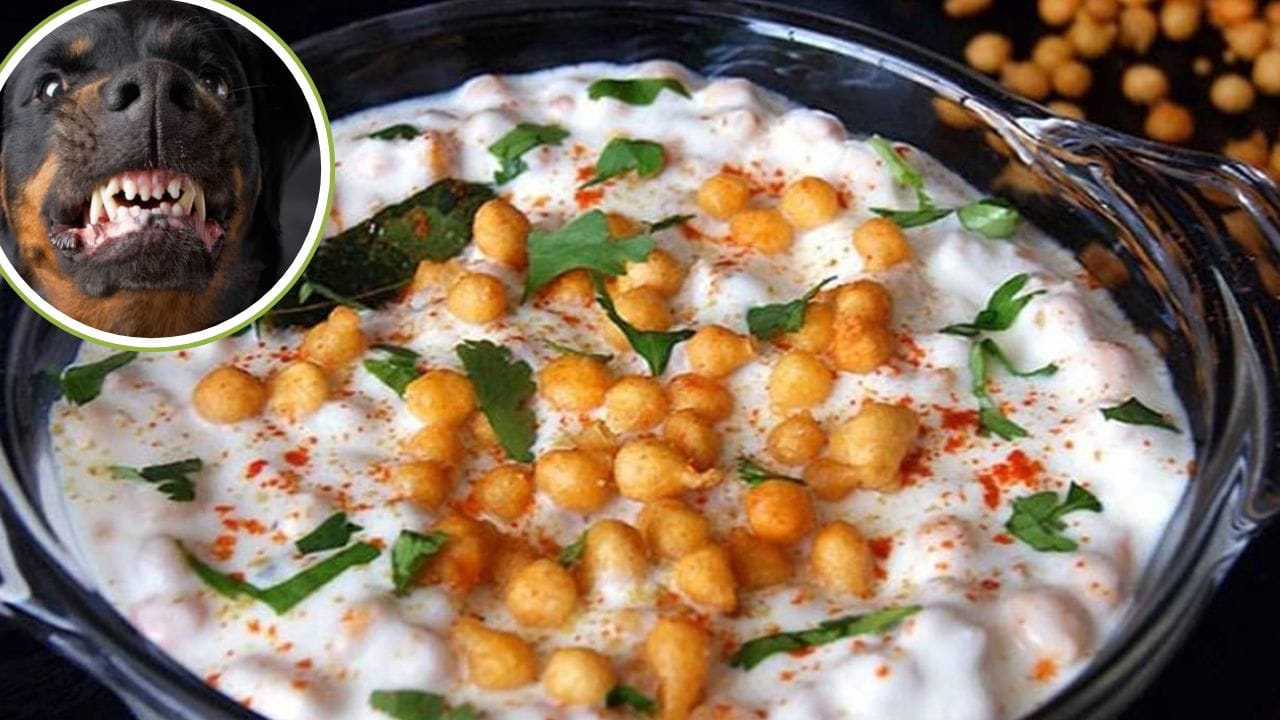 तेरही में जिसके दूध से बना था रायता, रैबीज इंफेक्टेड थी वो भैंस; मौत होते  गांव में फैल गई दहशत – TV9 UP